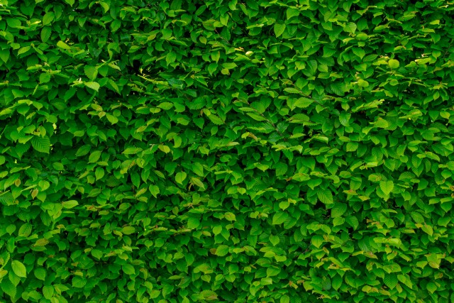 Groen genieten: de perfecte haag voor jouw tuin